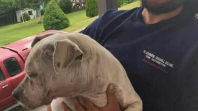 Neighbors in Windber, PA, Demand Arrest of Alleged Serial Animal Abuser Anthony Daniel Fields