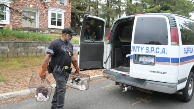 Long Island Widower, 75, Faces Animal Cruelty Charges After Dozens of Dead Cats Found in Squalid Home